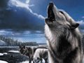 Steppenwolf 8 gioco
